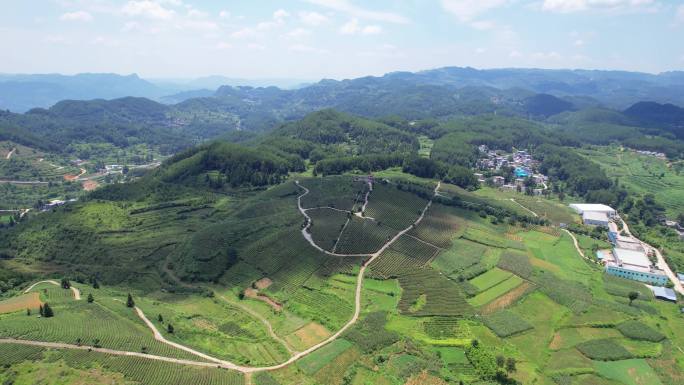 石阡苔茶发源地大屯村