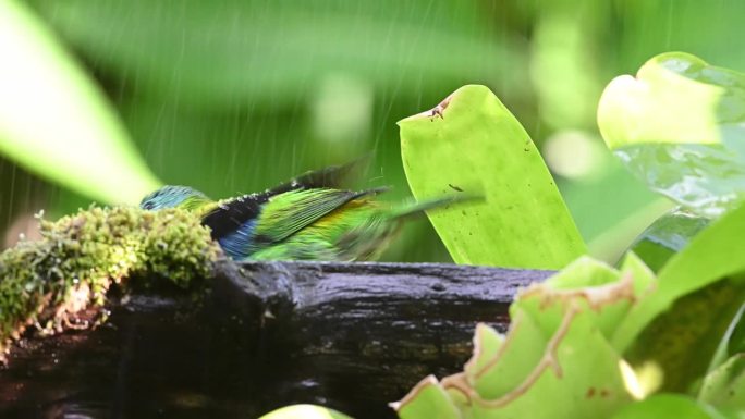 绿头塔纳尔(Tangara seledon)在大西洋森林里洗澡。雨中有太阳。