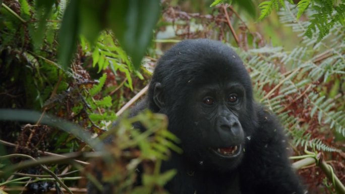 在非洲乌干达布温迪密林中移动的年轻大猩猩。手持和对焦的背景
