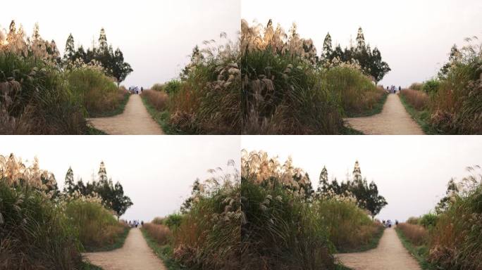 杭州良渚古城遗址公园夕阳下的芦苇