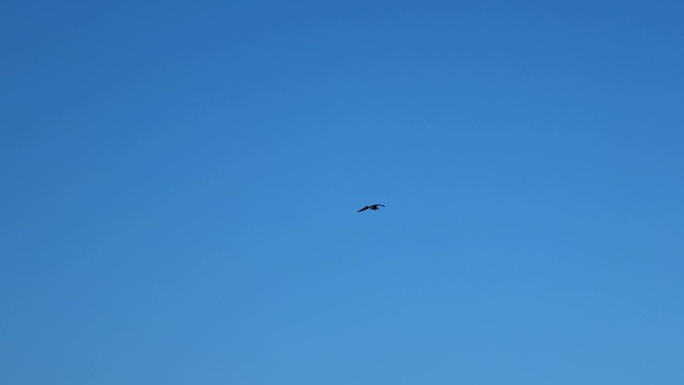 戴兜帽的乌鸦在蓝天上高高飞翔