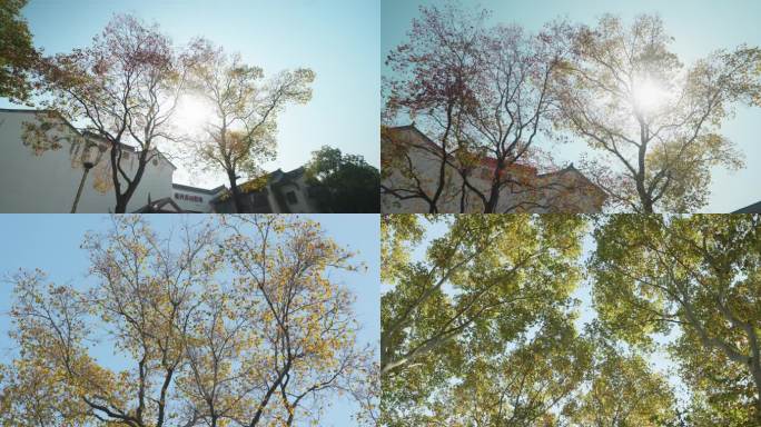 金秋 秋天空镜，秋天美景，乌桕树