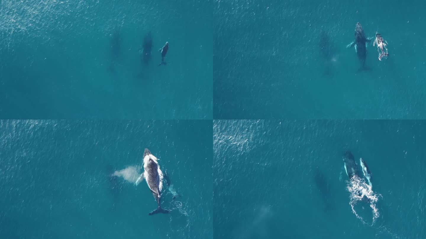 一头母座头鲸和幼座头鲸冲破清澈的海水，从它们的喷水孔喷出水花。无人机的观点