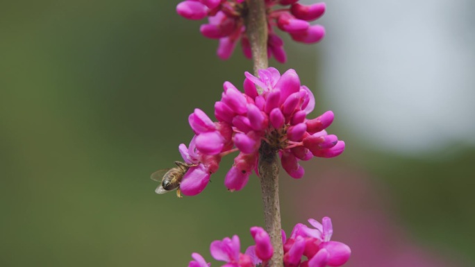 蜜蜂在犹大树的粉色花朵上采集花粉。茜草是一种乔木或灌木。关闭了。