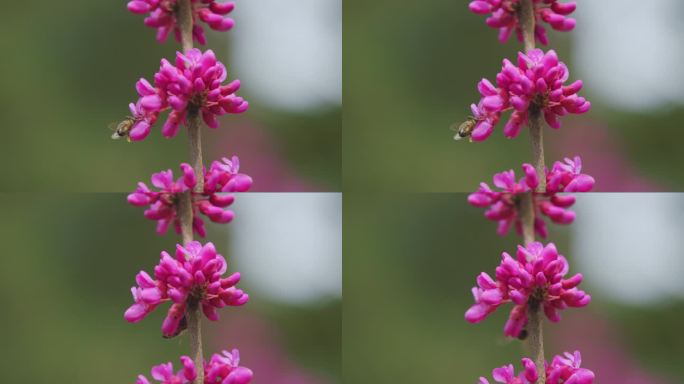 蜜蜂在犹大树的粉色花朵上采集花粉。茜草是一种乔木或灌木。关闭了。
