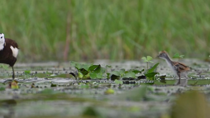 湿地地区下雨天野鸡尾蕨和雏鸡