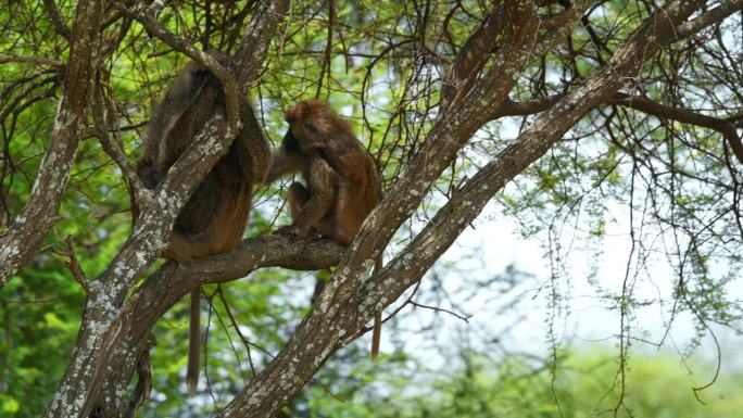 两只狒狒坐在坦桑尼亚大草原某处的树枝上