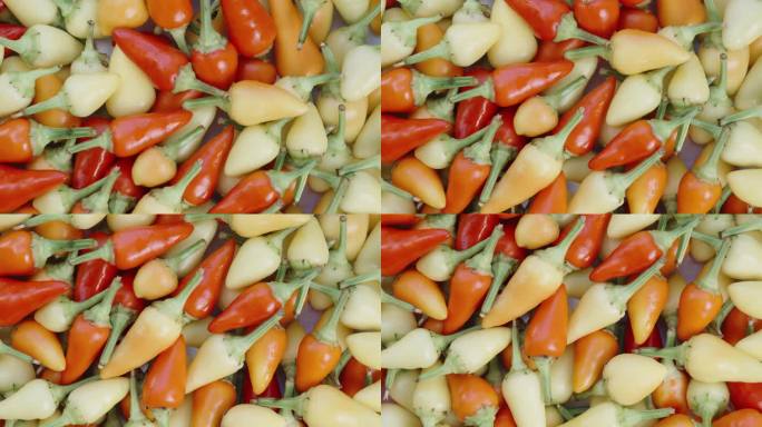 迷迭香品种的各种迷你辣椒的自上而下的视图，特写镜头与滑块运动。