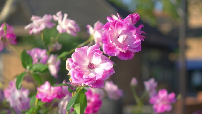 优雅的玫瑰在花园中散发出美丽的光芒，4k慢动作，60fps