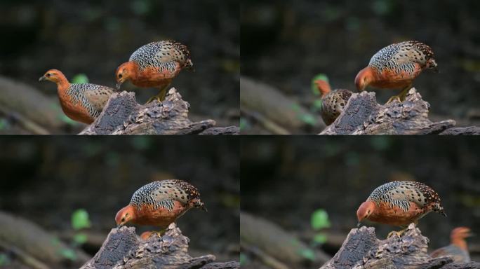 泰国，Ferruginous Partridge Caloperdix oculeus，一对在倒下的