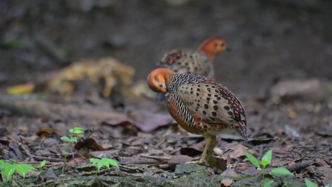当另一只走开时，另一只正在整理羽毛。泰国，Ferruginous Partridge Caloper