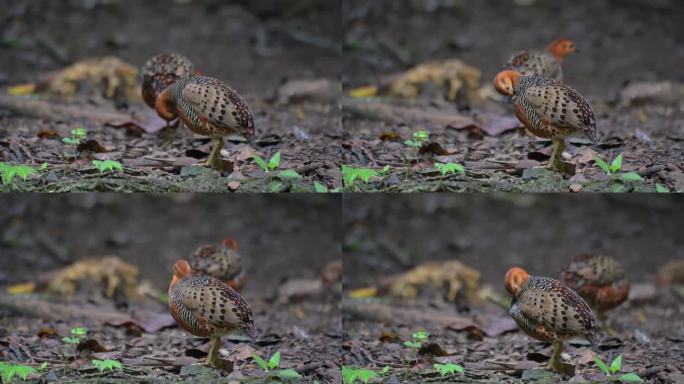 当另一只走开时，另一只正在整理羽毛。泰国，Ferruginous Partridge Caloper