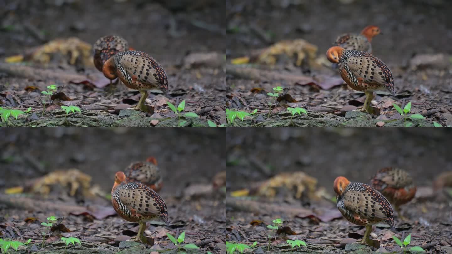 当另一只走开时，另一只正在整理羽毛。泰国，Ferruginous Partridge Caloper