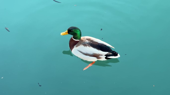 一头绿头的野鸭在池塘里游来游去过冬