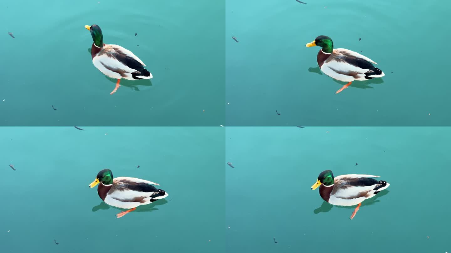 一头绿头的野鸭在池塘里游来游去过冬