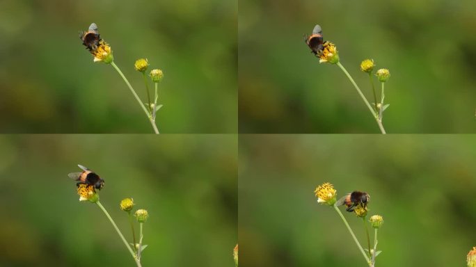 蜜蜂授粉，从一朵黄花飞到另一朵黄花上