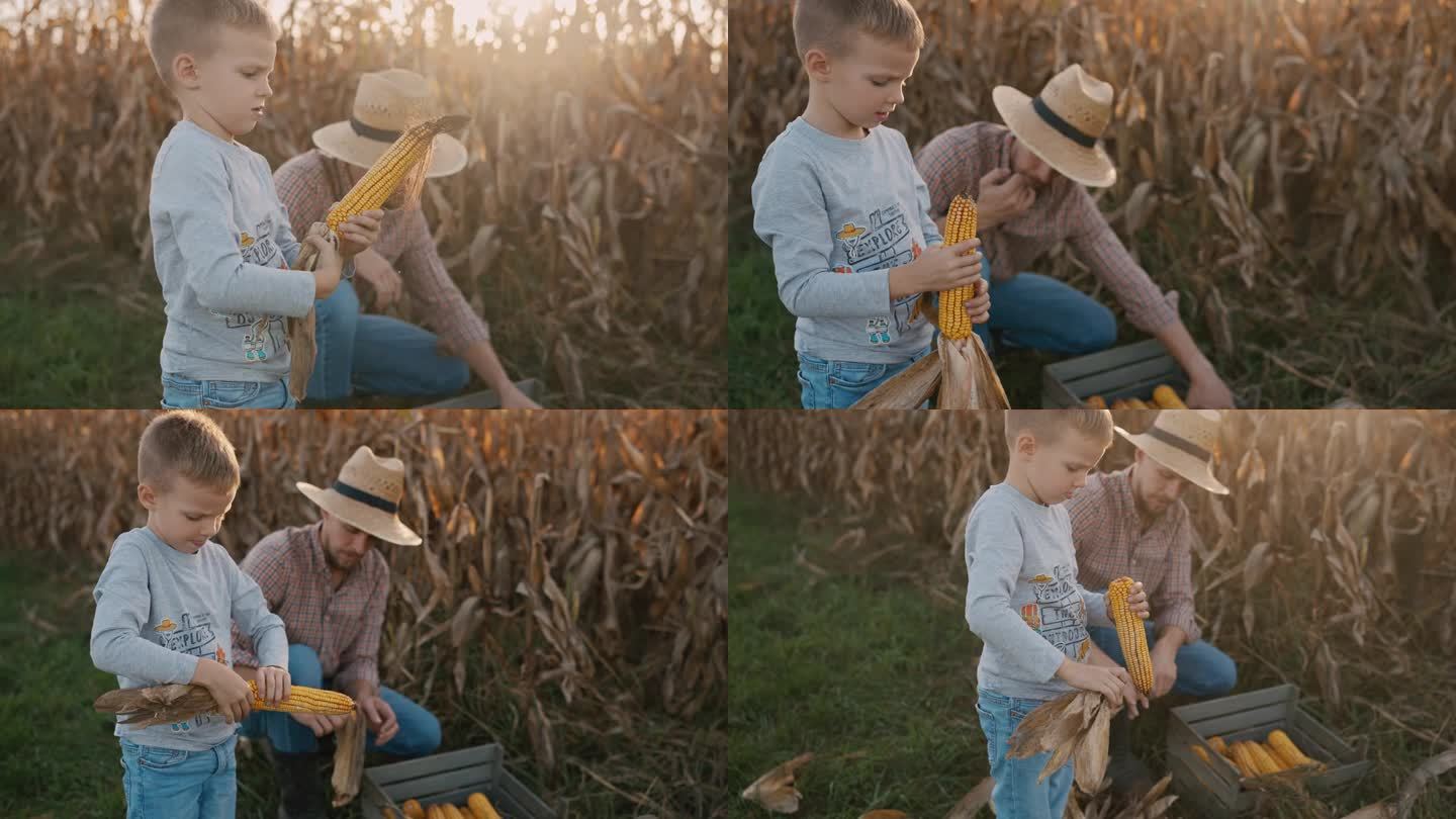 阳光明媚的一天，男孩和父亲在农场剥玉米穗子，把它们放进木箱里