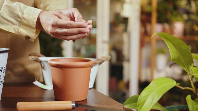园艺的概念。双手将薰衣草移栽到陶瓷花盆中。如何将龙鼓草作为一种家庭植物。用手往罐子里装土。为移栽或重
