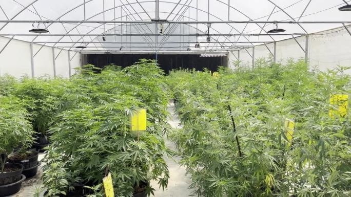 室内大麻农场种植的大麻植物