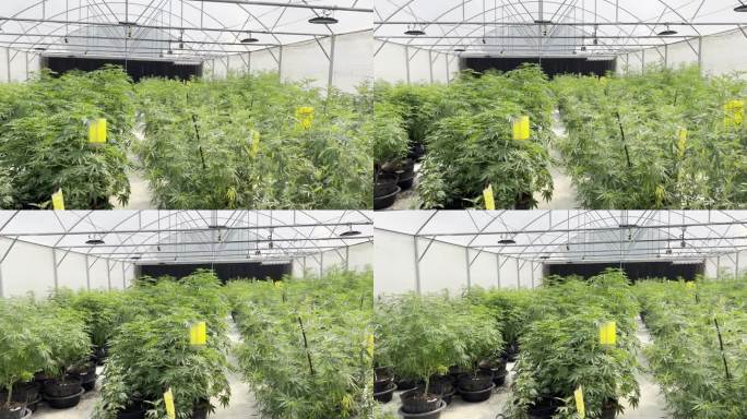 室内大麻农场种植的大麻植物