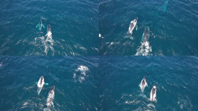 座头鲸在海里游泳和突破。——空中