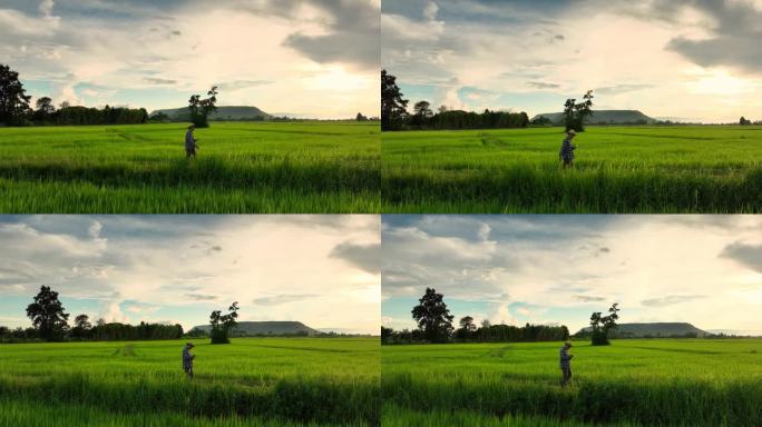 快乐的自由农民走在稻田里。