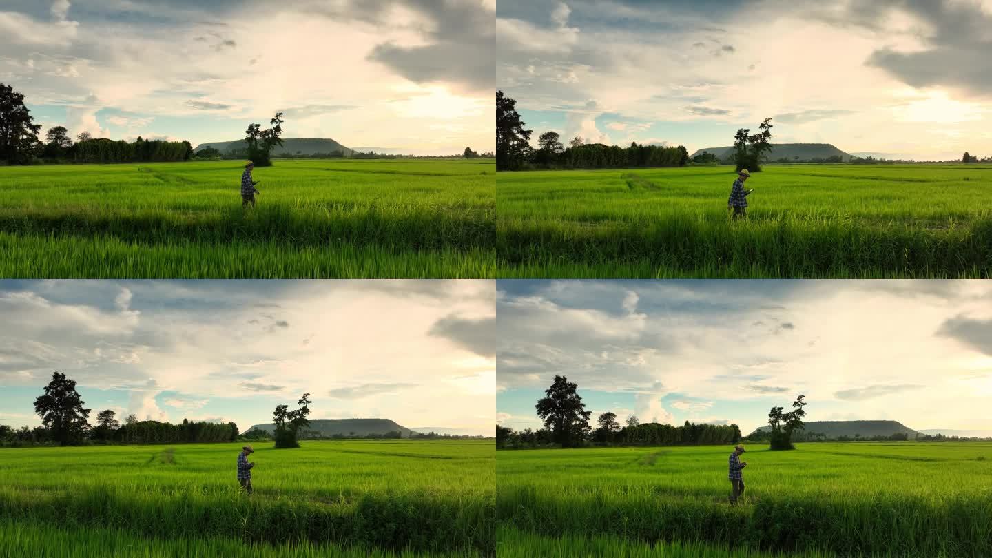 快乐的自由农民走在稻田里。
