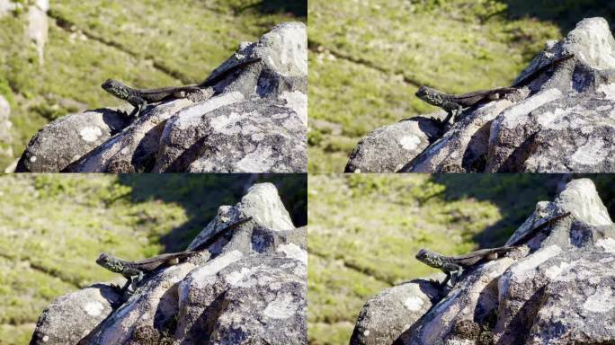 开普敦，岩石上的蜥蜴