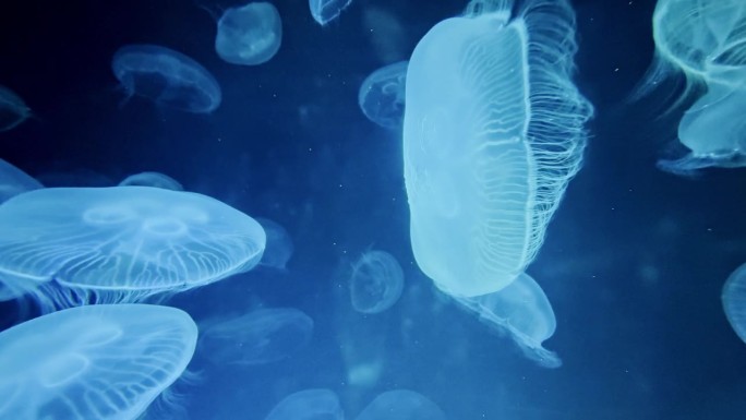 水母海底世界一群水母实拍