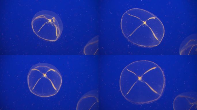 维多利亚水水母是一种生物发光的水螅水母，或水水母，发现于北美西海岸的深蓝背景