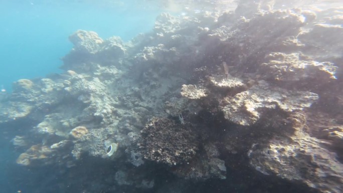 南太平洋热带泻湖环礁深海通道，天气晴朗，能见度低，两条有鞍的蝴蝶鱼在珊瑚礁墙周围游泳