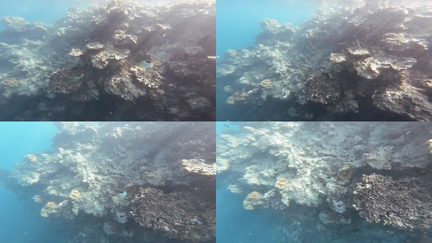 南太平洋热带泻湖环礁深海通道，天气晴朗，能见度低，两条有鞍的蝴蝶鱼在珊瑚礁墙周围游泳