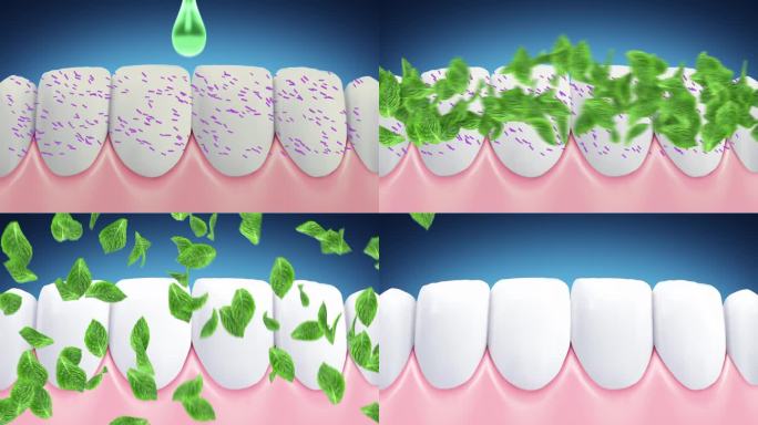 薄荷叶中的新鲜能量可以清除细菌，使牙齿清洁洁白