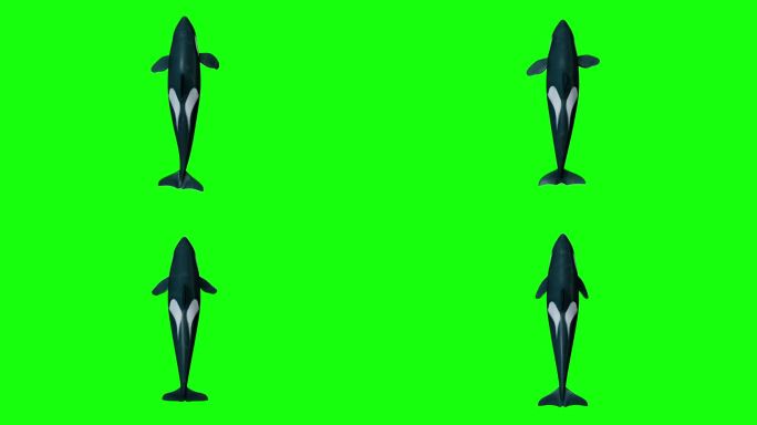 虎鲸游泳环俯视图三维鱼绿幕