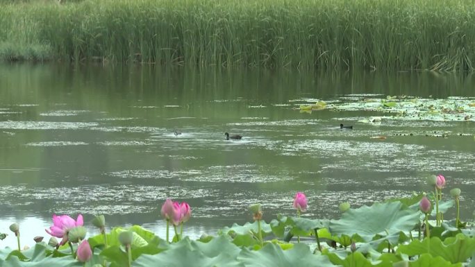 延安南泥湾国家湿地公园