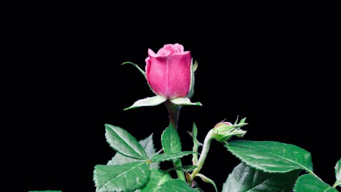 在绿色的树叶背景上，粉色玫瑰从蓓蕾到大花的绽放时间