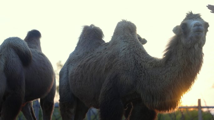 骆驼夕阳下骆驼圈养骆驼4K