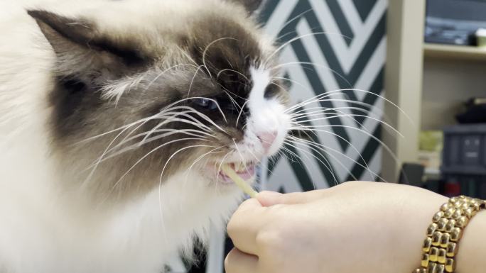 超治愈的小萌猫：布偶猫啃食猫粮猫罐头01