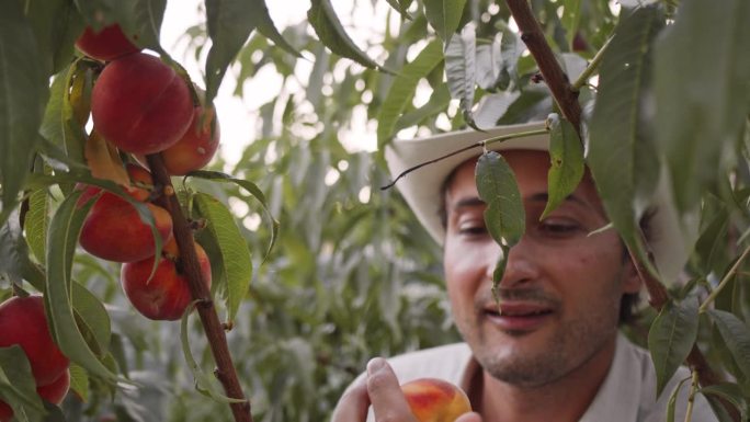 一个戴着帽子的男人微笑着从树枝上摘桃子。家乡乡村花园。