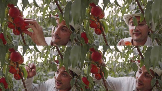 一个戴着帽子的男人微笑着从树枝上摘桃子。家乡乡村花园。