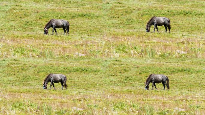 高原牧场上吃绿草的黑马。中国四川理塘乡村生活。4k慢镜头。