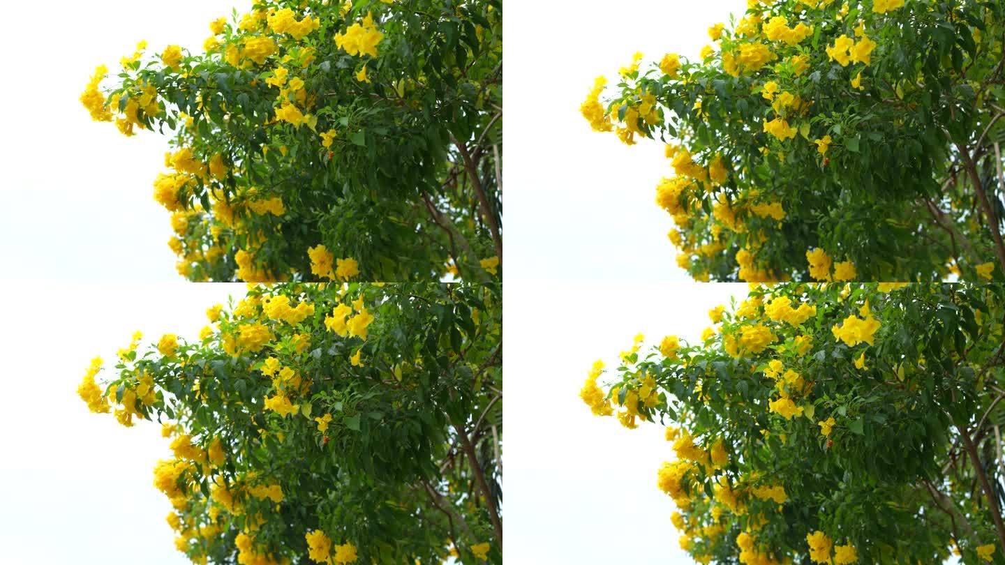 黄色接骨木，黄色铃铛，喇叭藤