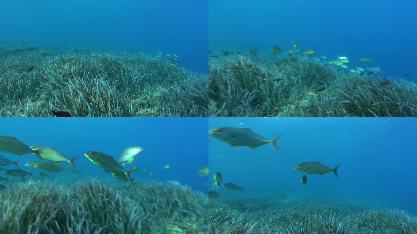 小琥珀鱼游向摄像机