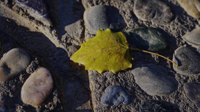 秋天阳光撒在石头路上黄叶升格唯美空镜