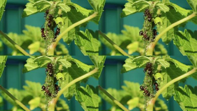 一群蚂蚁在植物上的蚜虫上爬行(特写)。