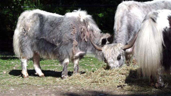 国内牦牛，Bos mutus grunniens。一种在喜马拉雅地区发现的长毛家养牛科动物