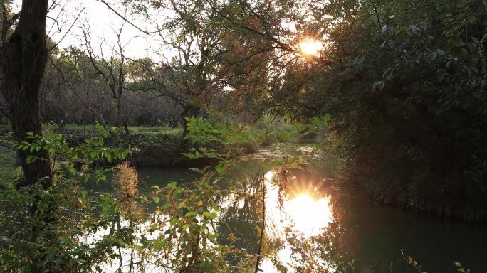 杭州西溪湿地夕阳倒映在湖面上