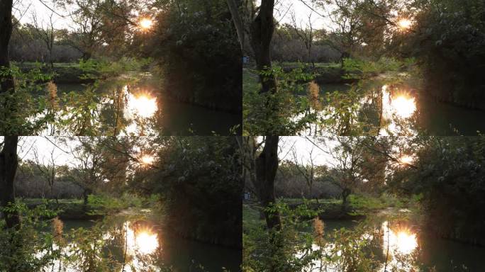 杭州西溪湿地夕阳倒映在湖面上