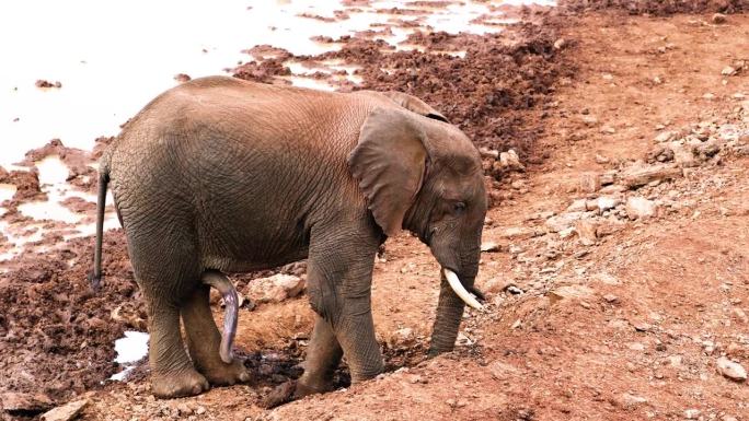 在肯尼亚阿伯代尔国家公园，公象在水坑附近挖土