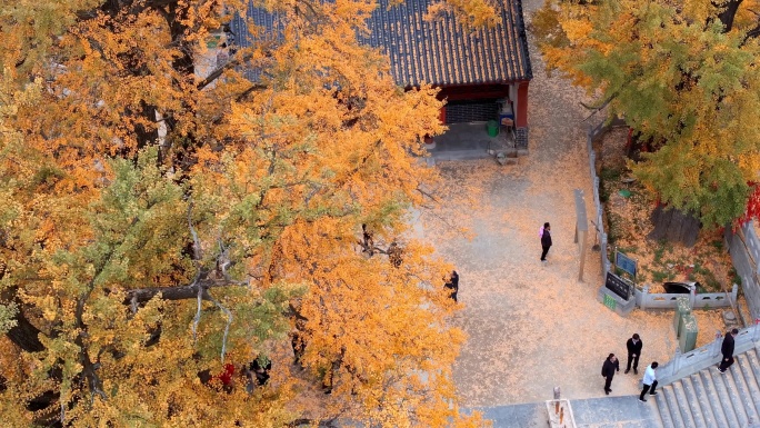 航拍平顶山文殊寺银杏